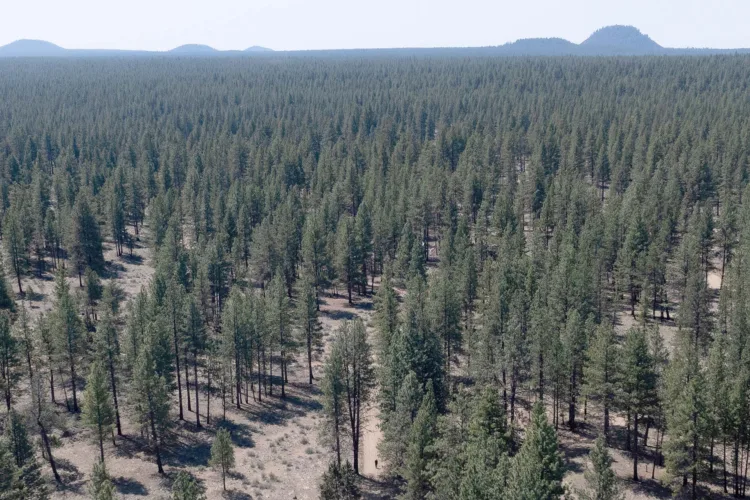 Forest Service closing 23 research facilities